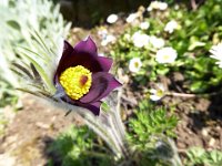 11 Cerisiers en fleurs dans l&#39;Ortenau Mösbach 10 04 2016 45